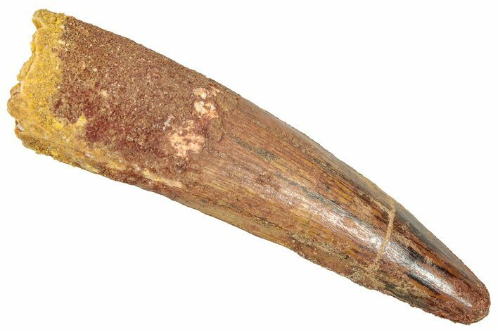 Fossil Spinosaurus Tooth - Real Dinosaur Tooth #357805